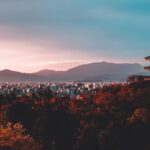 pagoda surrounded by trees